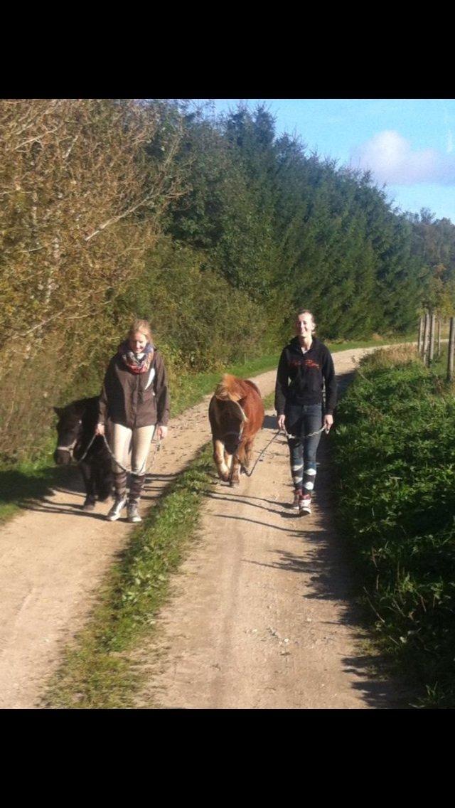 Shetlænder Obelix *Obbe* - ude at gå billede 14