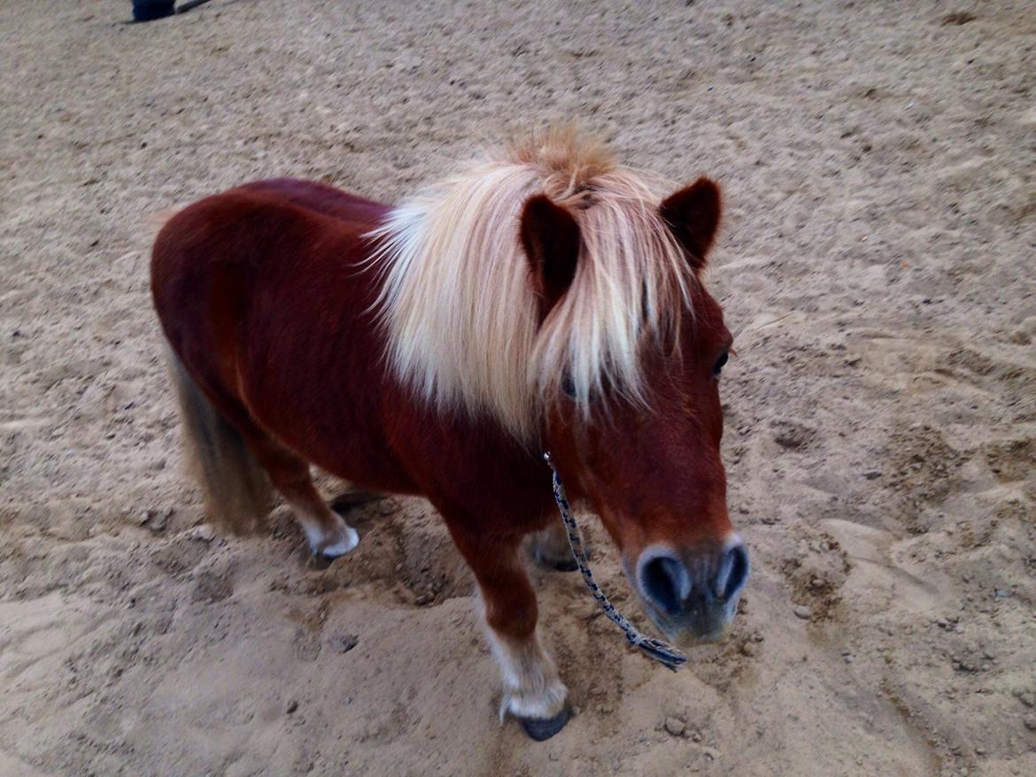 Shetlænder Obelix *Obbe* - uldtot på ridebanen billede 15