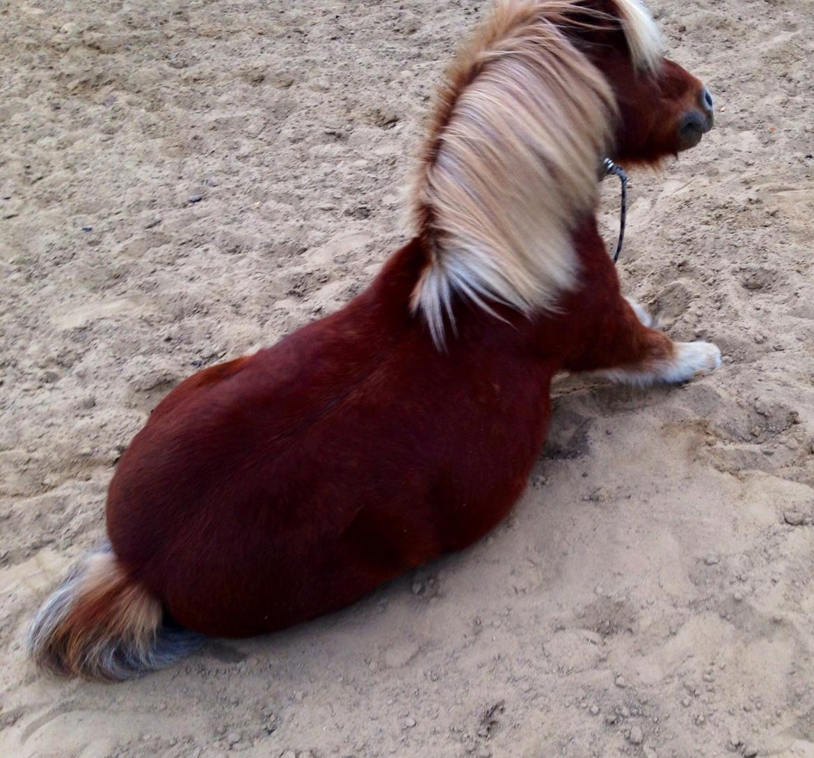 Shetlænder Obelix *Obbe* - "Sidde" billede 16