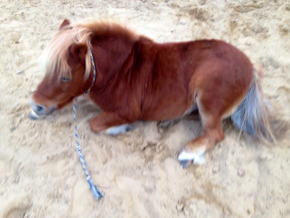 Shetlænder Obelix *Obbe* - "Ligge" billede 17