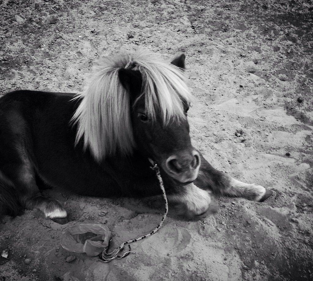 Shetlænder Obelix *Obbe* - "Ligge" billede 18