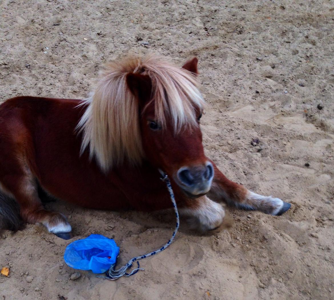 Shetlænder Obelix *Obbe* - "Ligge" billede 19