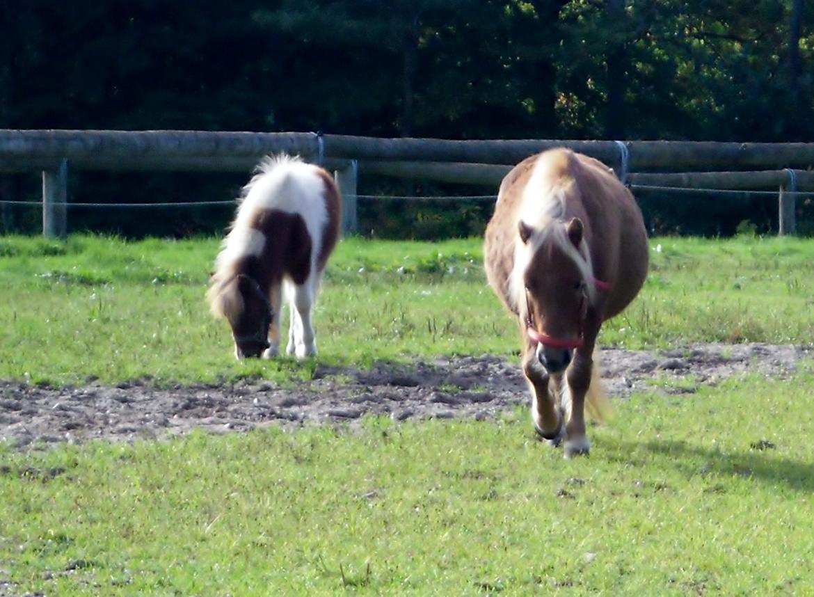 Shetlænder Baks Cajsa billede 1