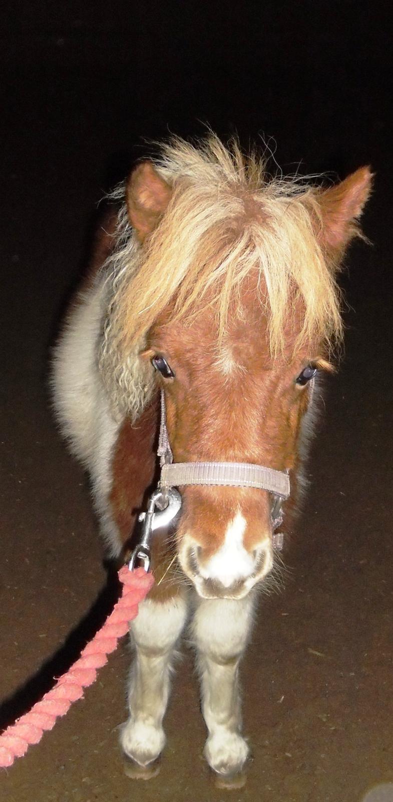 Shetlænder Baks Cajsa billede 2