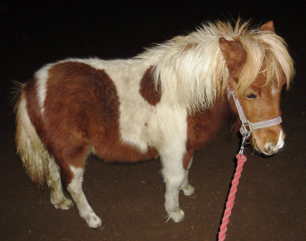 Shetlænder Baks Cajsa billede 3