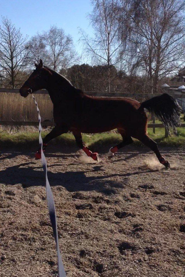 Oldenborg Krattetings Tresornell billede 18