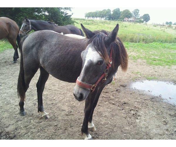 Anden særlig race Bjerregårds Eveline - Sådan babyhesten så ud da jeg købte hende tilbage igen :9 billede 5