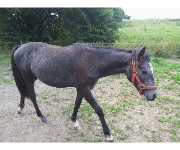 Anden særlig race Bjerregårds Eveline billede 6