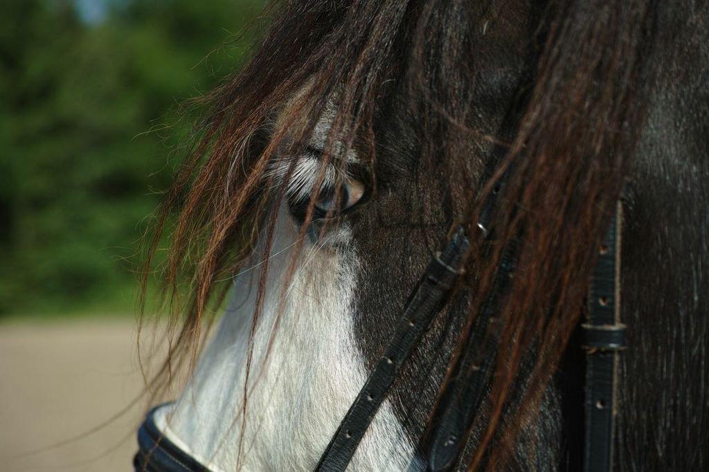 Irish Cob Aidan billede 12