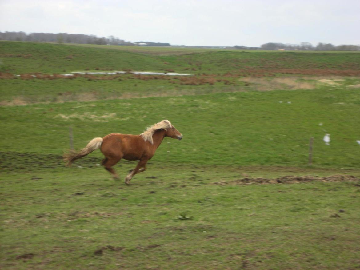 Haflinger Savanna billede 1