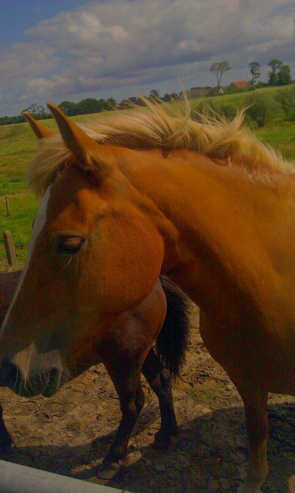 Haflinger Savanna billede 2