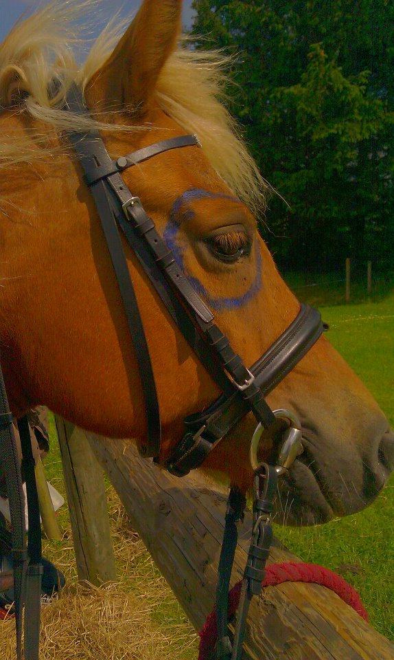 Haflinger Savanna billede 3