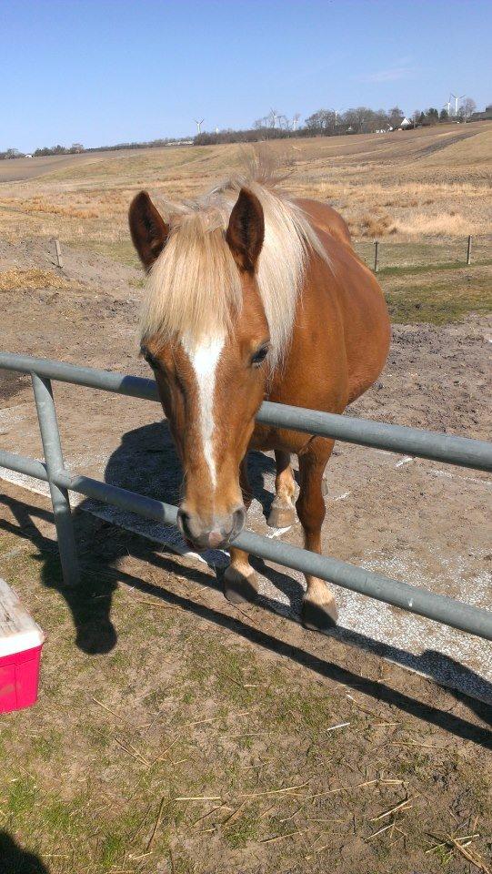 Haflinger Savanna billede 4