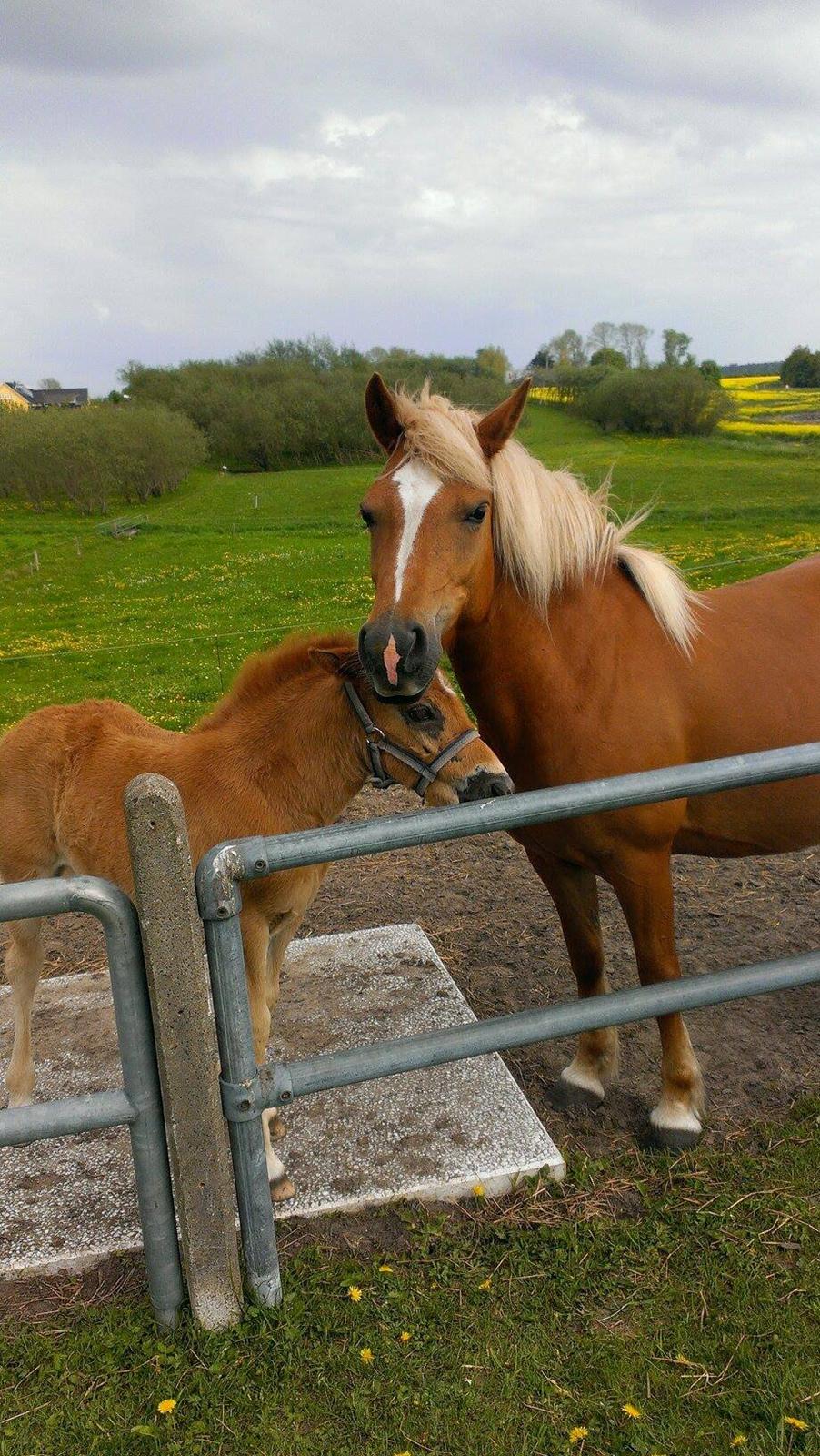 Haflinger Savanna billede 5