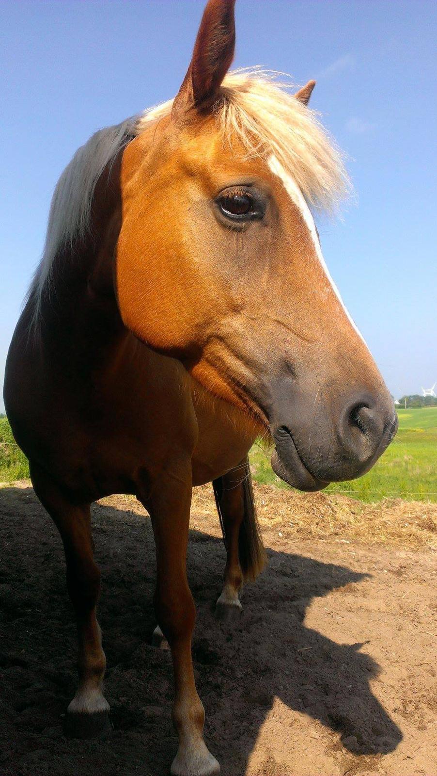 Haflinger Savanna billede 6