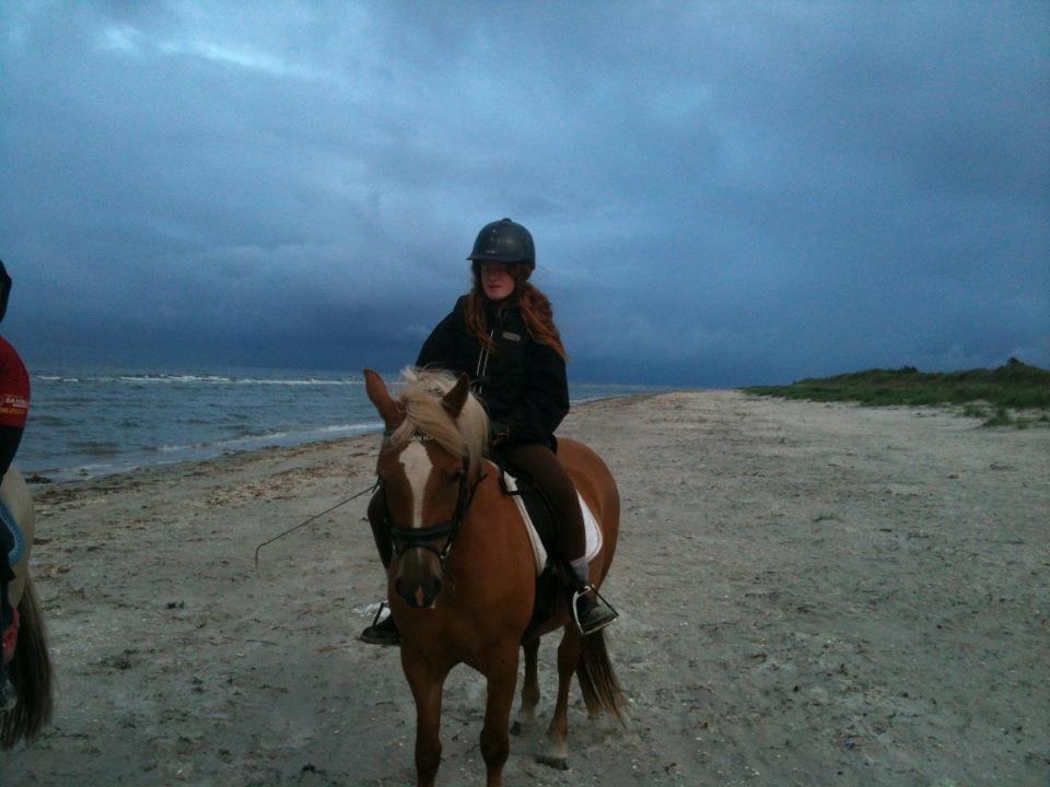 Haflinger Savanna billede 7