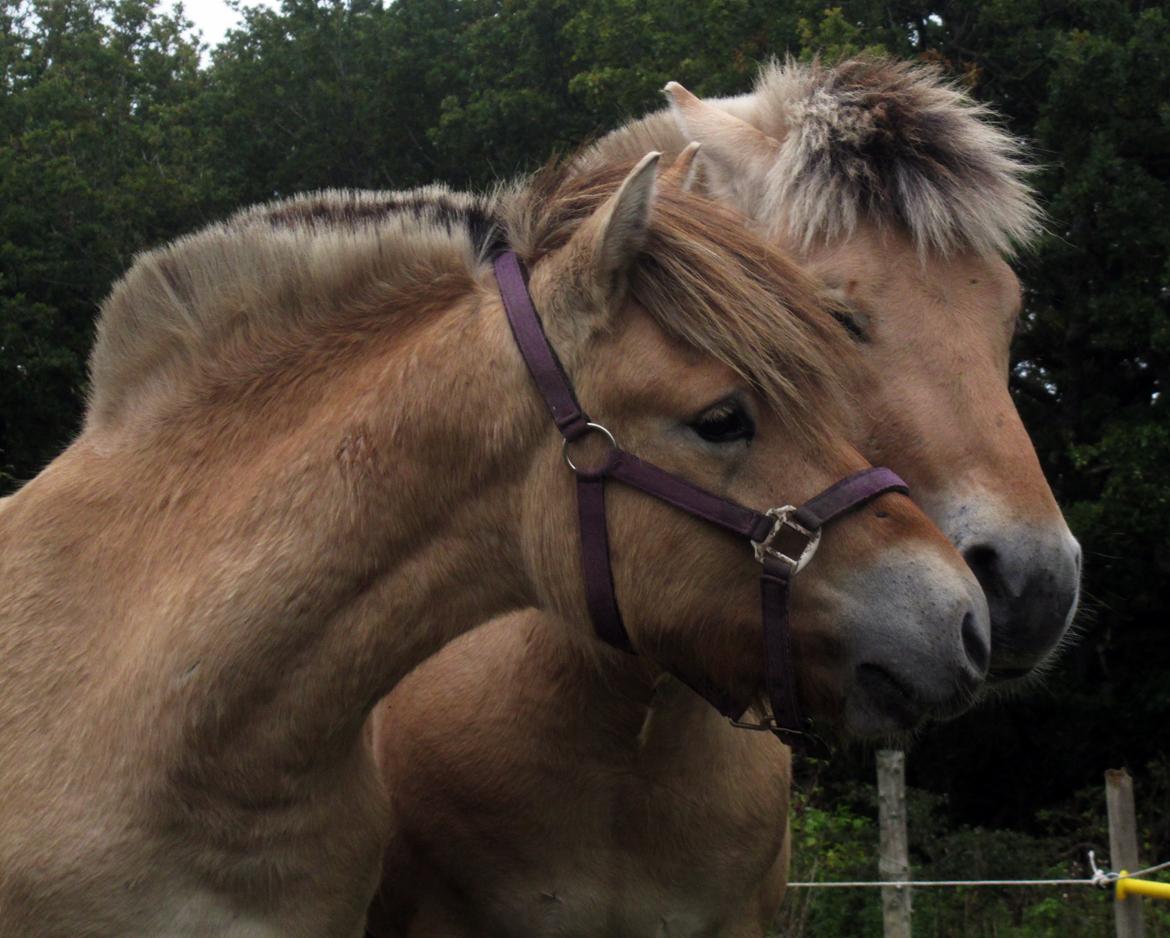 Fjordhest Faust Fyrsø billede 20