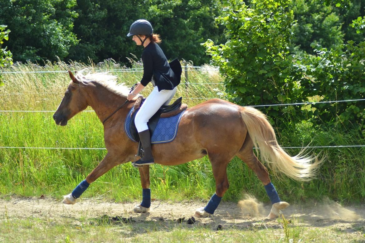 Welsh Cob (sec D) | Glanvyrnwy Olwena - Galop i cordeo. ♥ Juli 2013. billede 19