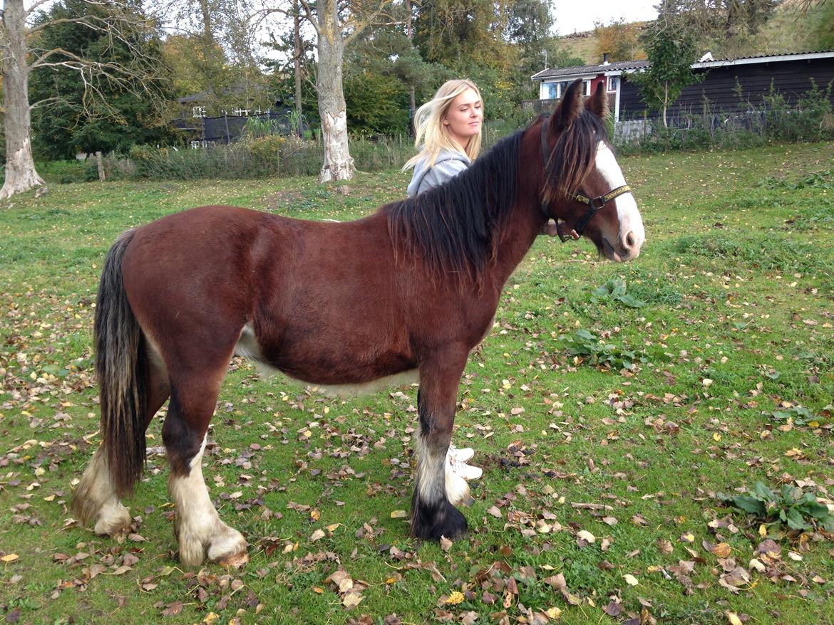 Tinker Aasgaard's Mac. O' Connor - Lige ankommet til hans nye hjem :P billede 1