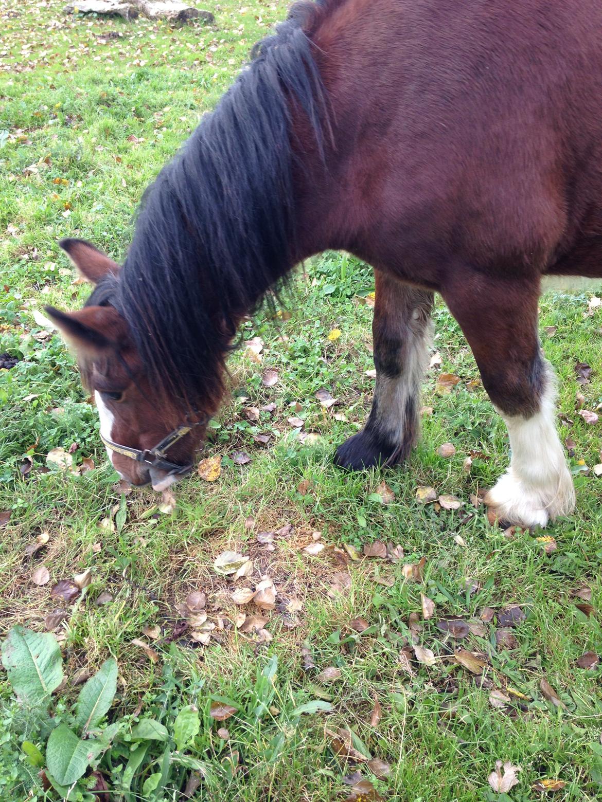 Tinker Aasgaard's Mac. O' Connor billede 2