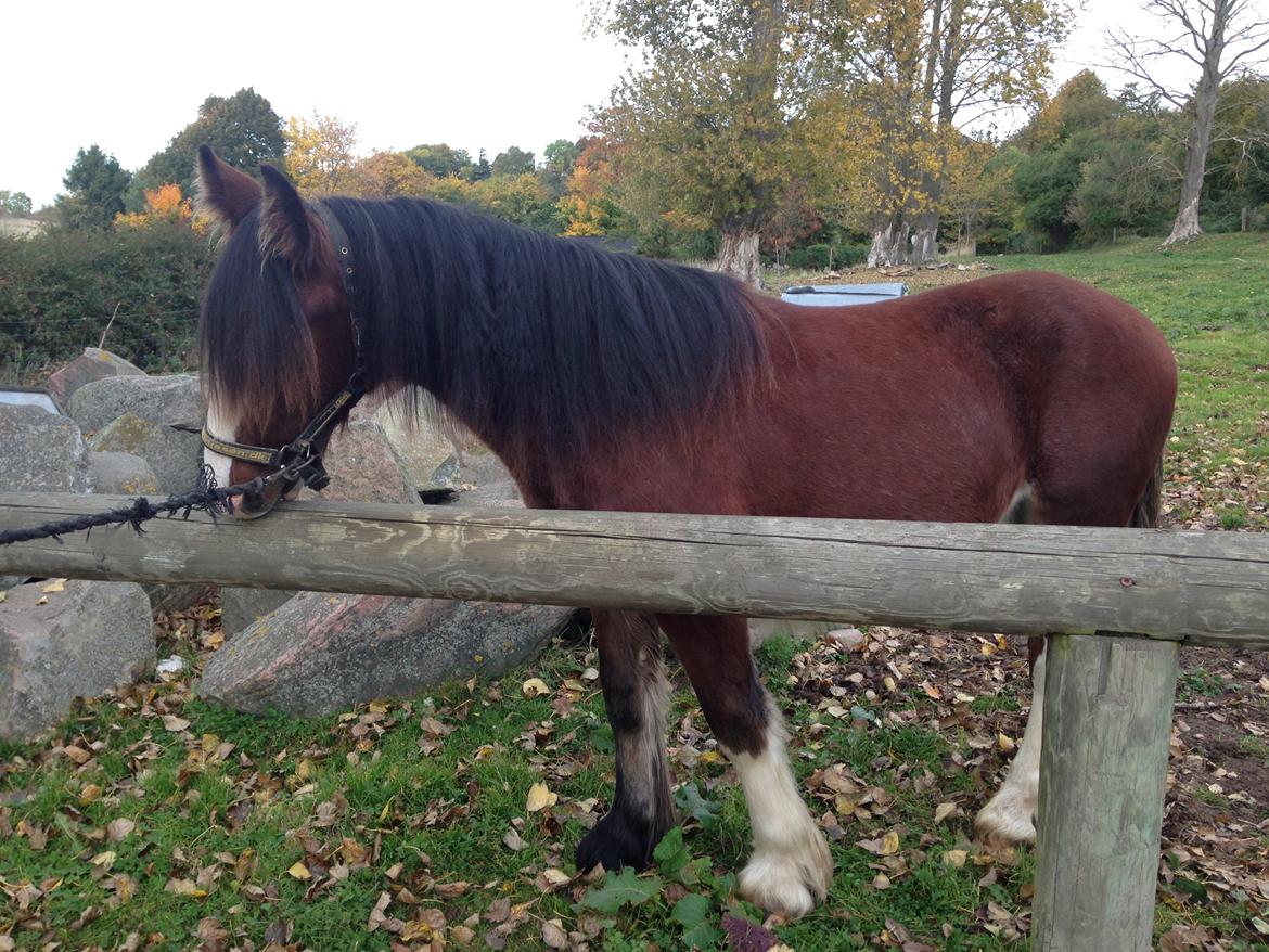 Tinker Aasgaard's Mac. O' Connor billede 3