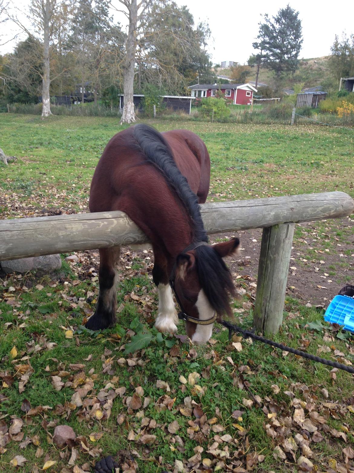 Tinker Aasgaard's Mac. O' Connor billede 4