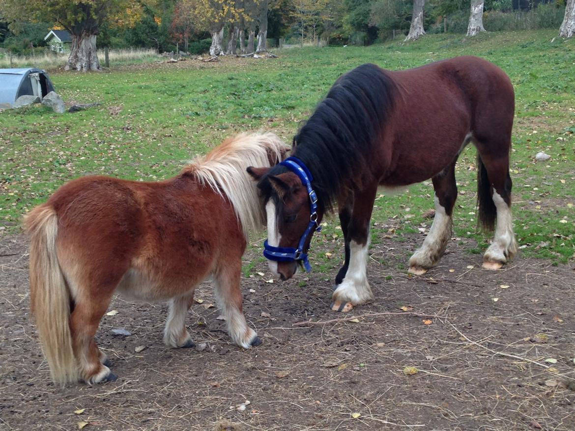 Tinker Aasgaard's Mac. O' Connor - Først blik med Garfield, hans nu bedste ven :P billede 5