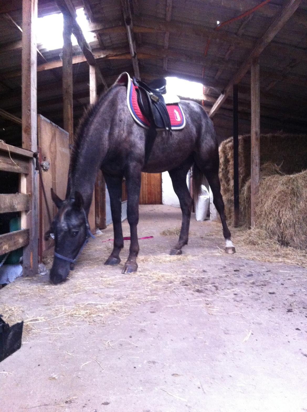 Knabstrupper Lykkens Stravinsky billede 4