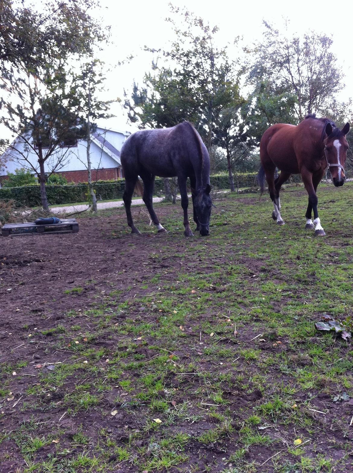 Knabstrupper Lykkens Stravinsky billede 5