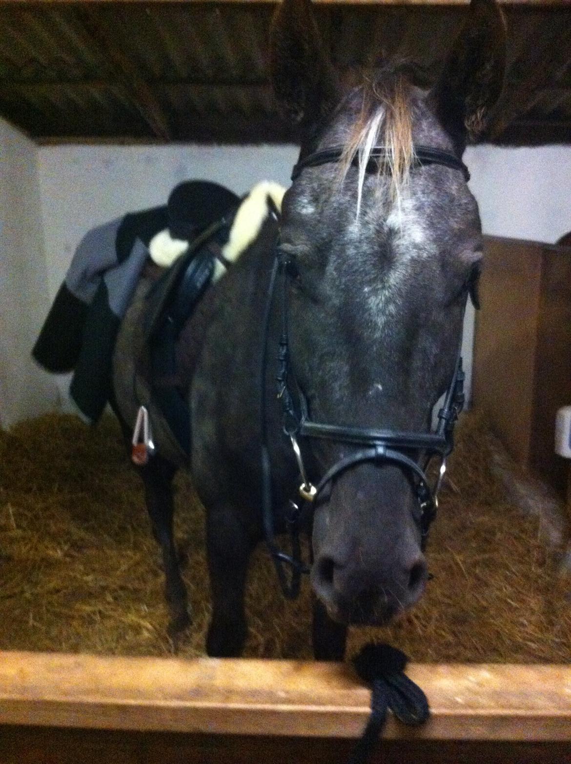 Knabstrupper Lykkens Stravinsky billede 2