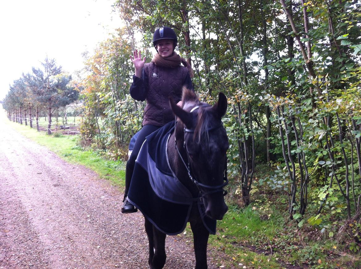 Knabstrupper Lykkens Stravinsky billede 1