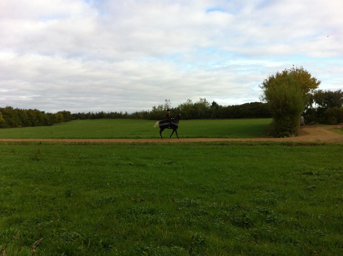 Knabstrupper Lykkens Stravinsky billede 3