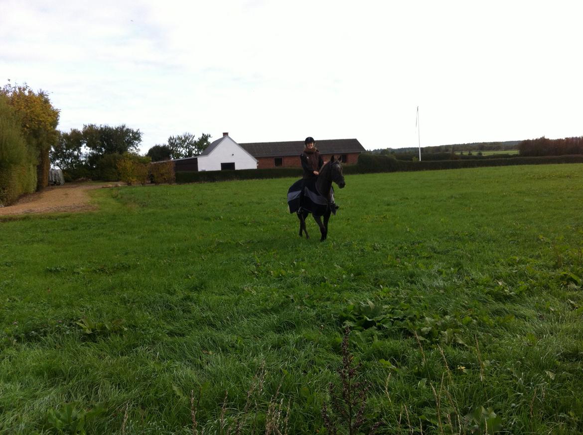 Knabstrupper Lykkens Stravinsky billede 6