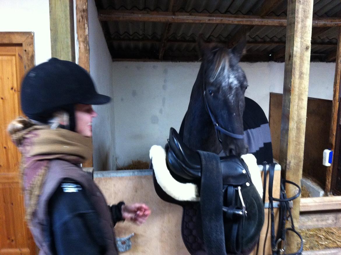 Knabstrupper Lykkens Stravinsky billede 7