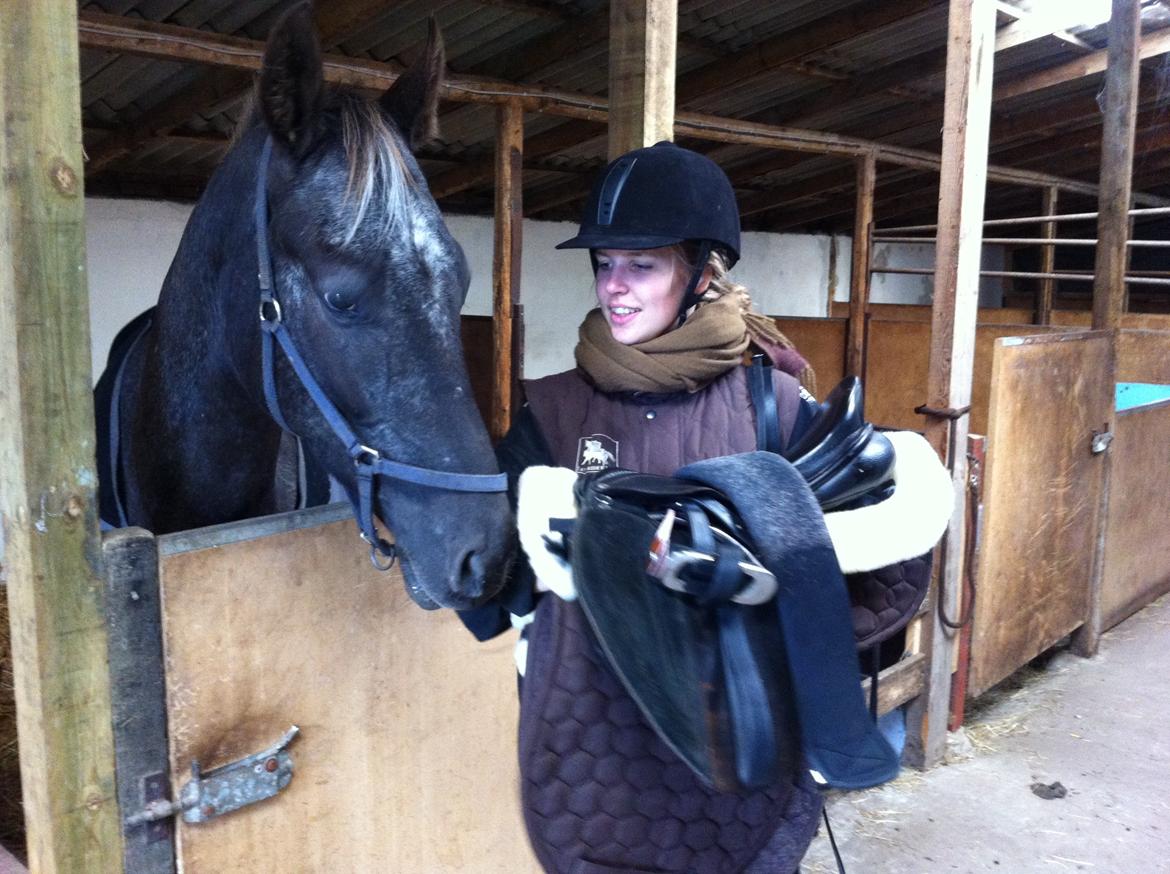 Knabstrupper Lykkens Stravinsky billede 8