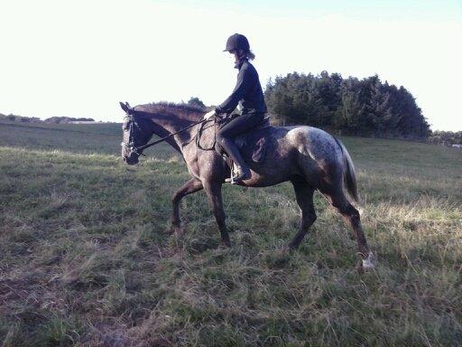 Knabstrupper Lykkens Stravinsky billede 9