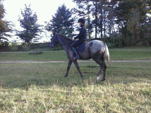 Knabstrupper Lykkens Stravinsky billede 10