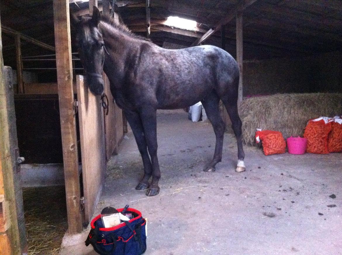 Knabstrupper Lykkens Stravinsky billede 11