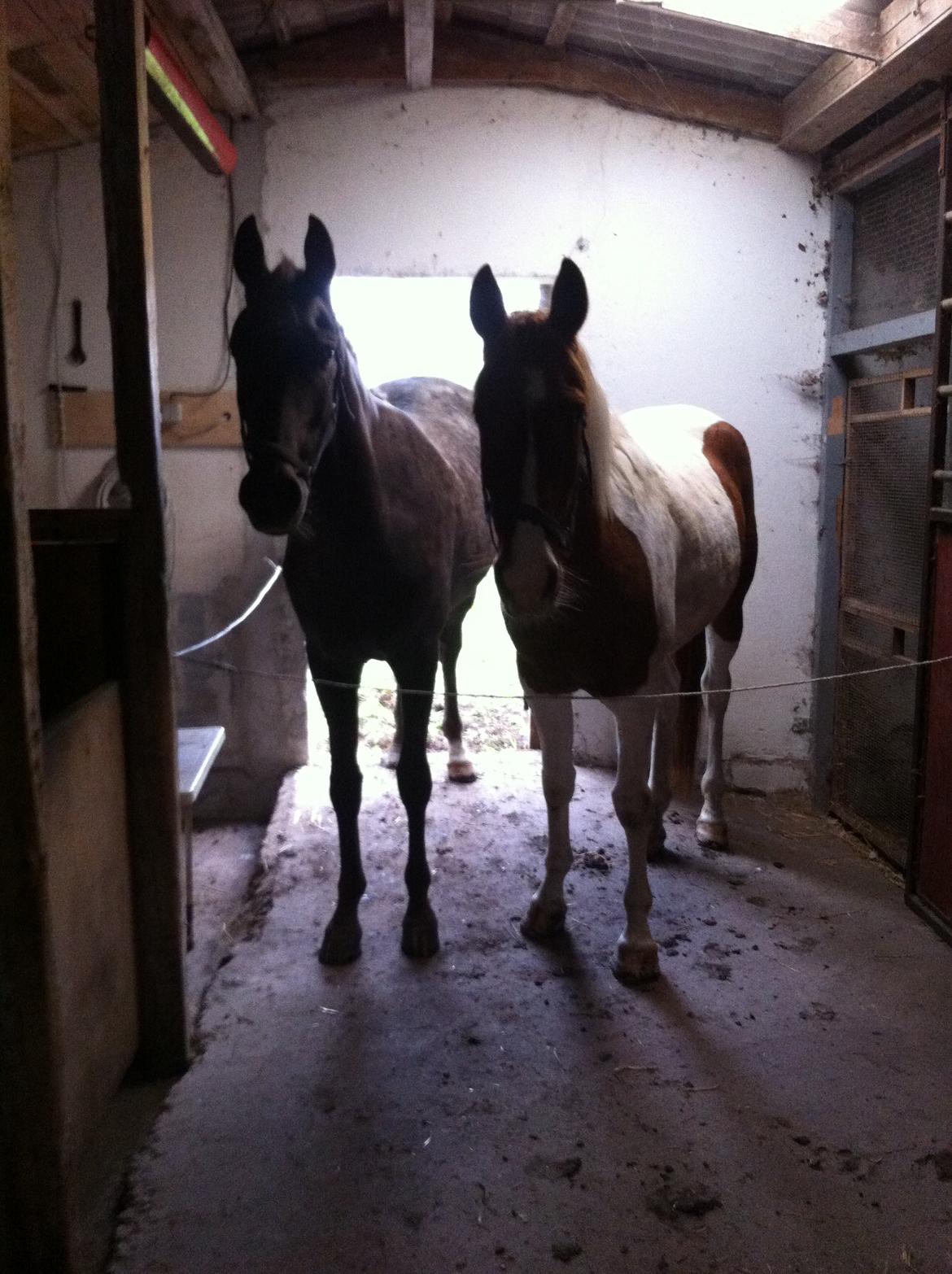 Knabstrupper Lykkens Stravinsky billede 12