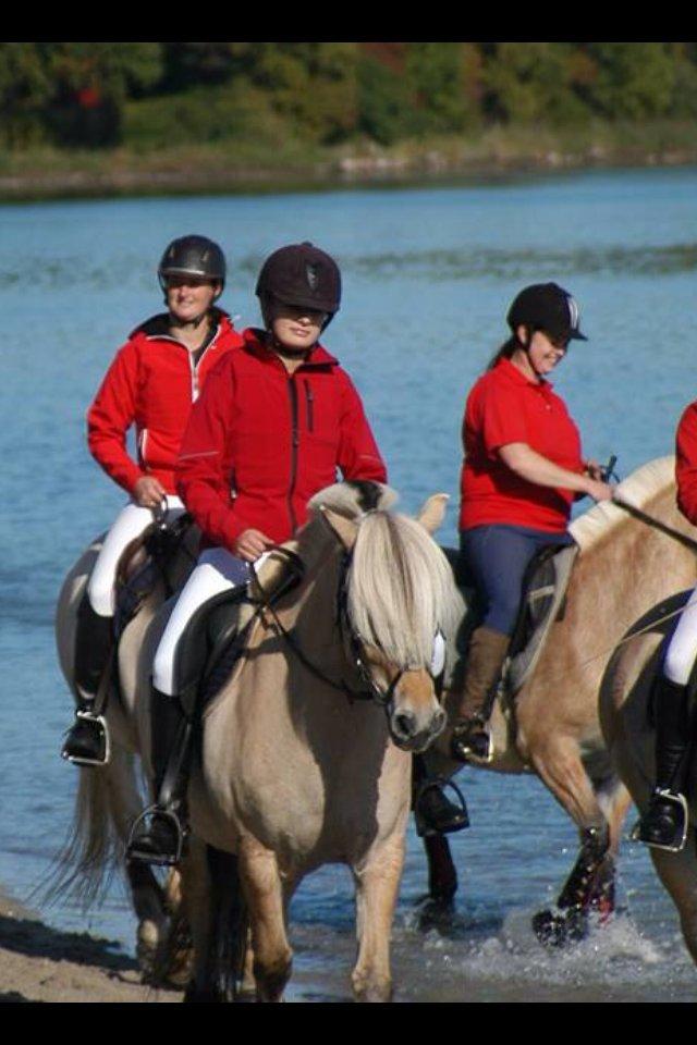 Fjordhest Refstrups Lucinda - På jagt 2013 på Tiselholt med fynske fjordheste - DET ER FORBUDT AT KOPIERE BILLEDERNE! billede 9