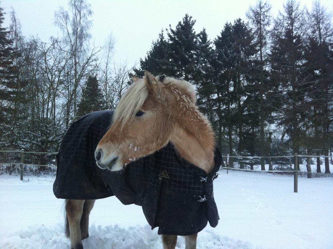 Fjordhest Refstrups Lucinda - Sød, snefyldt pony med god lang vinterpels -DET ER FORBUDT AT KOPIERE BILLEDER! billede 19