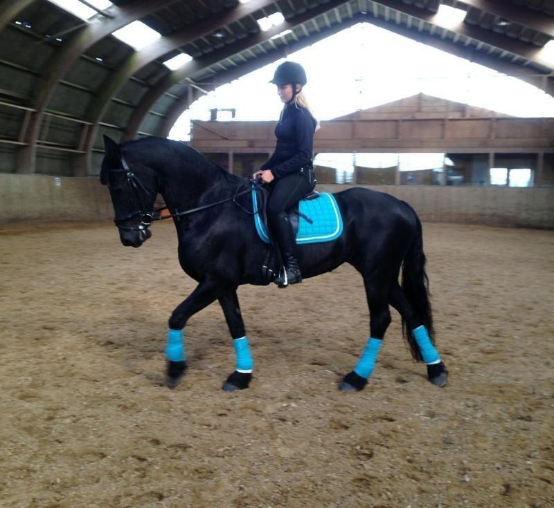 Frieser Tonia billede 19