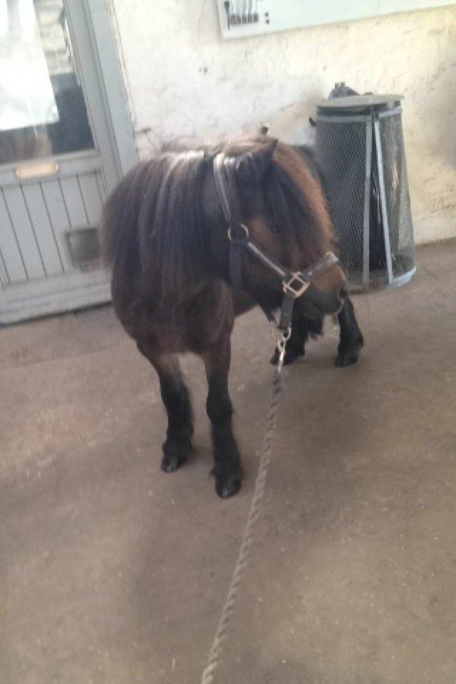 Knabstrupper Gizmo - lille pot - My soulmate <33 - No matter how talented you are not everyone is going to like you but that's life, stay strong billede 4