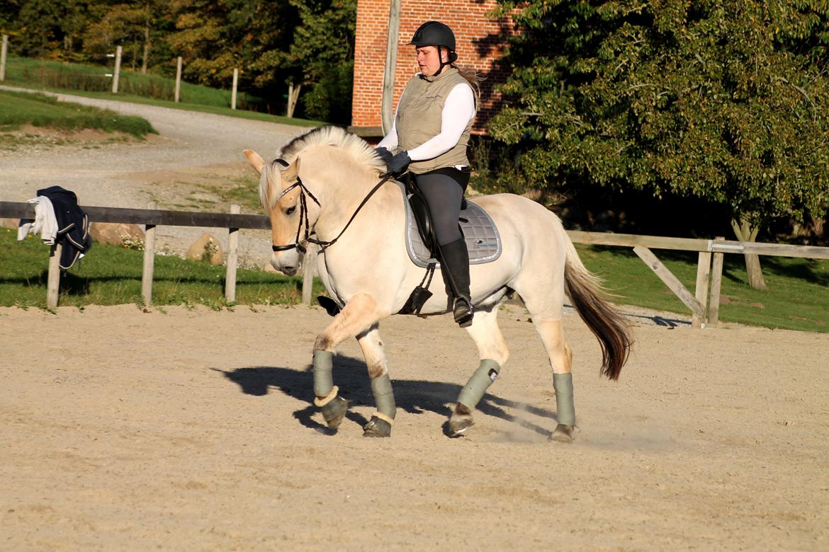 Fjordhest JULIUS - Stald Raypawers - Oktober 2013. Første udendørs træning :) billede 1