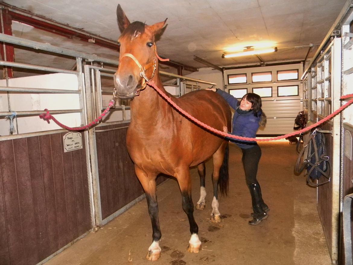 Anden særlig race Dakota - ISÆR på rumpen. ;) - Foto: Bodil billede 23