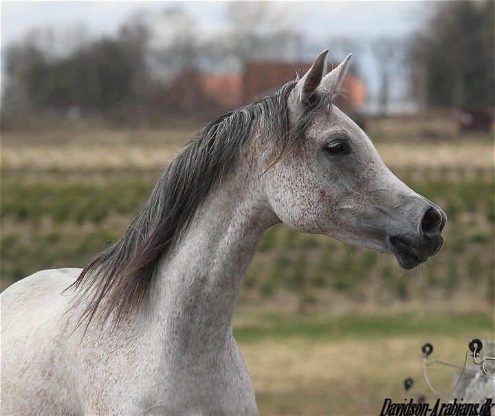 Arabisk fuldblod (OX) CA Zazsi - SOLGT - billede 17