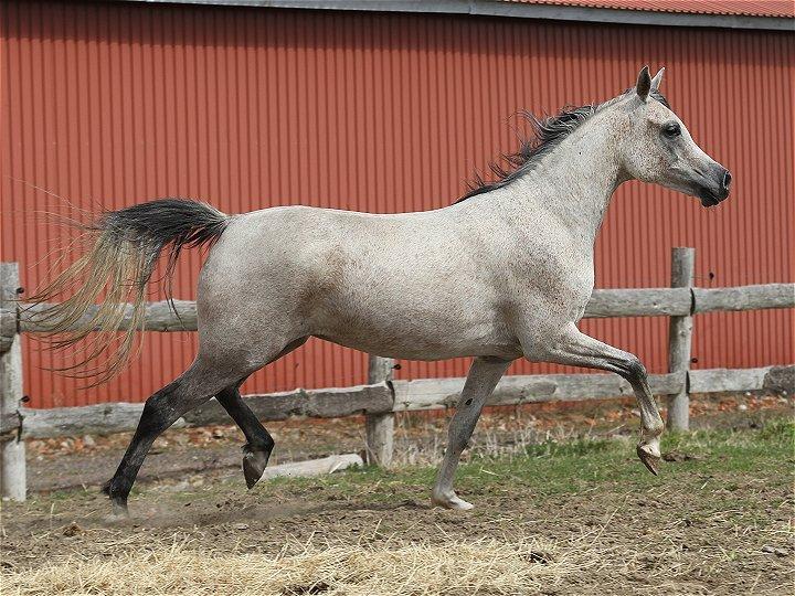 Arabisk fuldblod (OX) CA Zazsi - SOLGT - billede 18
