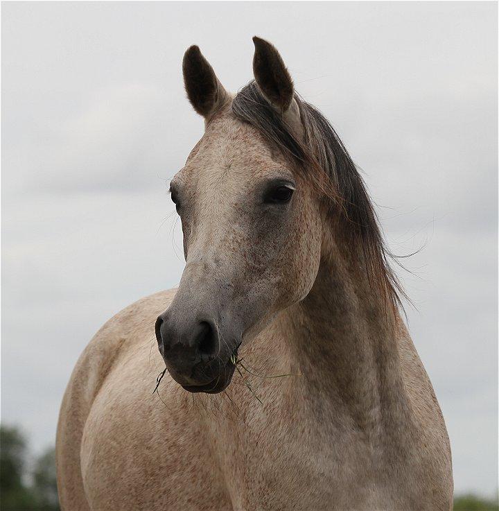 Arabisk fuldblod (OX) CA Zazsi - SOLGT - billede 19