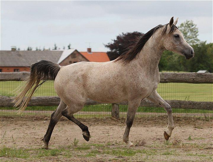 Arabisk fuldblod (OX) CA Zazsi - SOLGT - billede 20