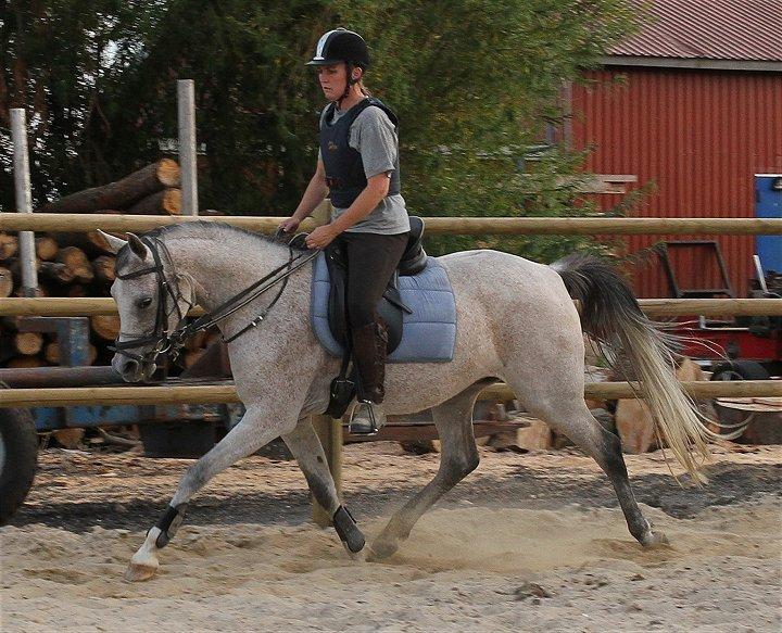 Arabisk fuldblod (OX) CA Zazsi - SOLGT - billede 25